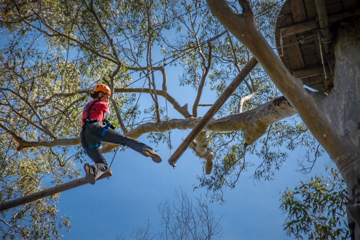Treetops Adventure Western Sydney Tree Ropes Course