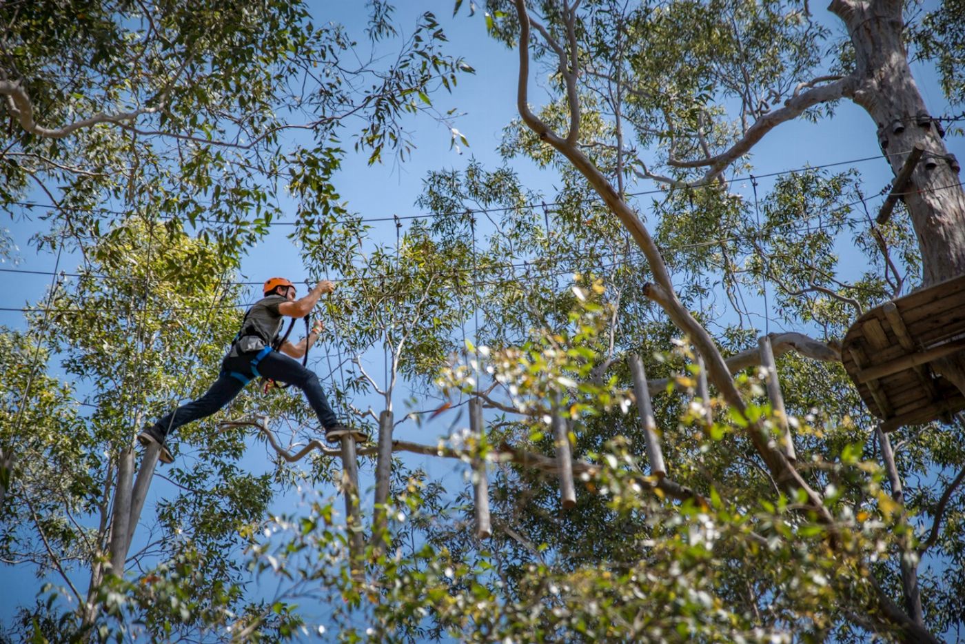 Treetops Adventure Western Sydney Tree Ropes Course