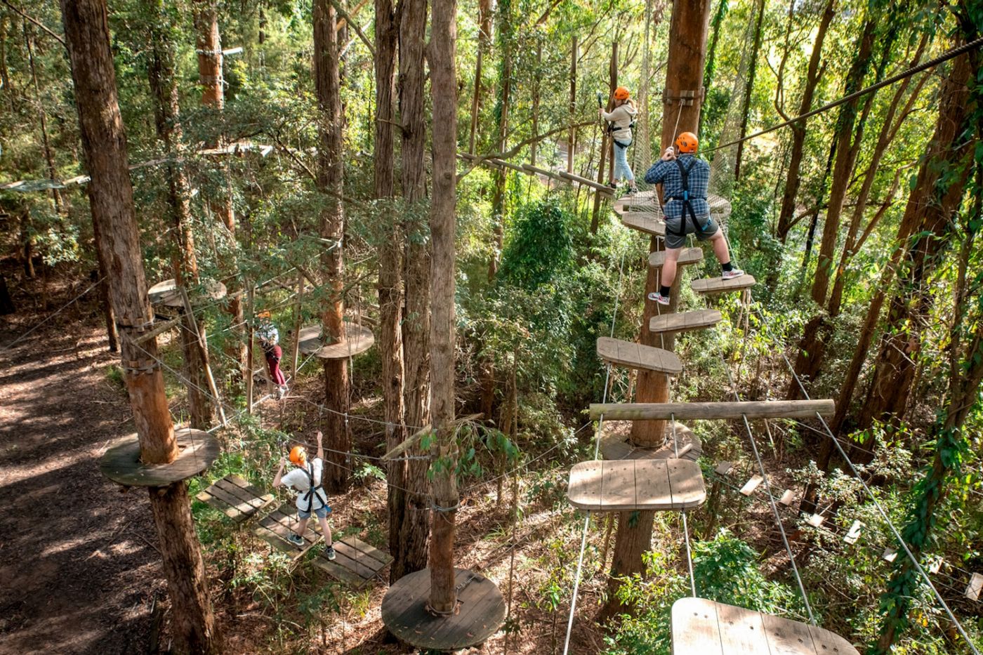 Treetops Adventure Central Coast Tree Ropes Course