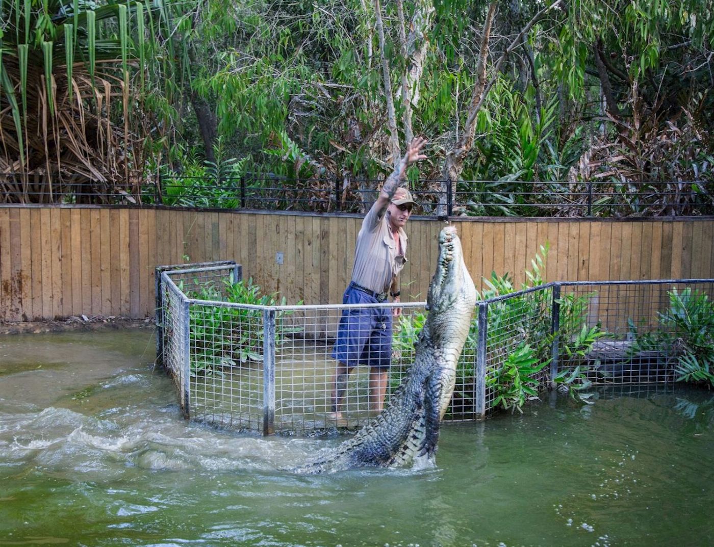 Down Under Tours Hartley's Crocodile Adventures Half-Day Tour from Cairns