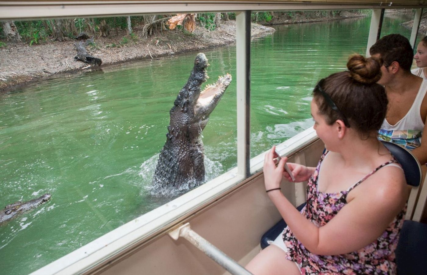 Down Under Tours Hartley's Crocodile Adventures Half-Day Tour from Cairns