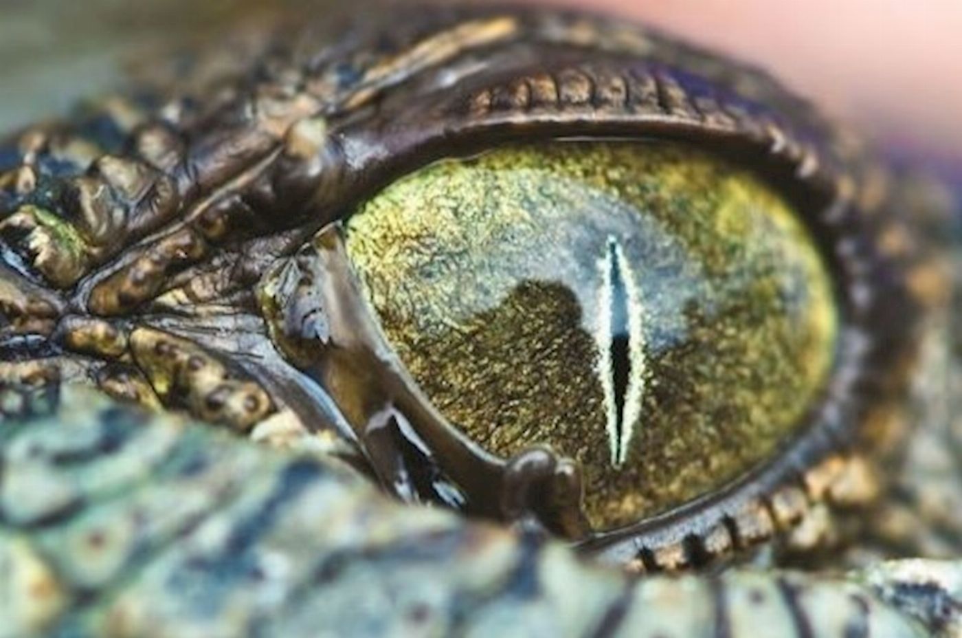 Down Under Tours Hartley's Crocodile Adventures Half-Day Tour from Cairns