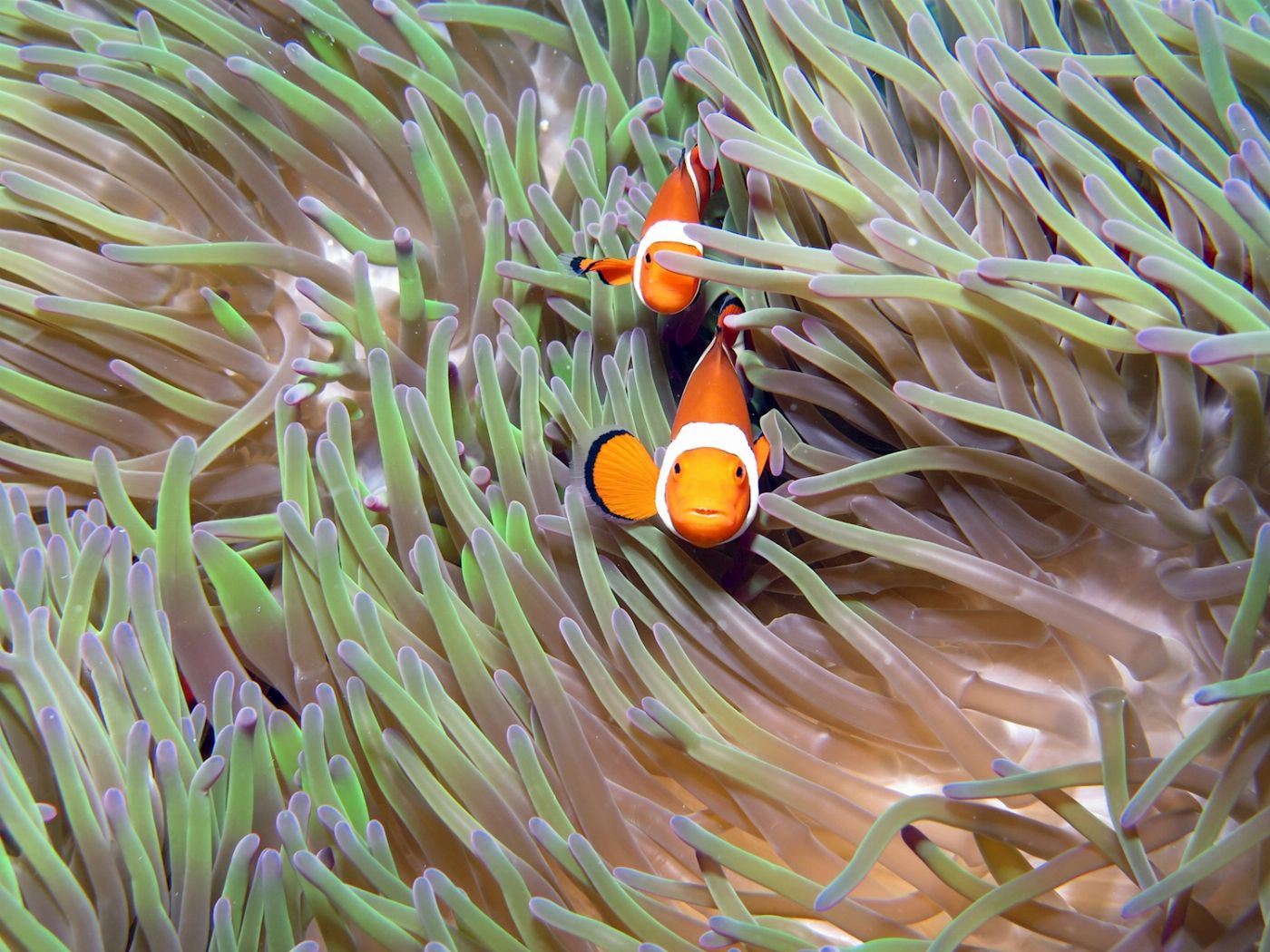 Ocean Spirit Cruises Ocean Spirit Michaelmas Cay Day Trip (+ 1 Introductory Dive)
