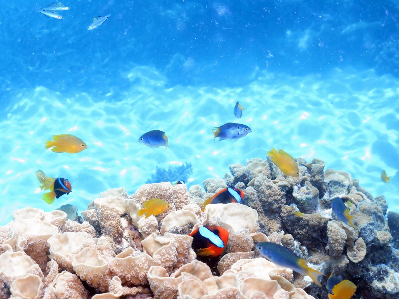 Ocean Spirit Cruises Ocean Spirit Michaelmas Cay Day Trip (+ 1 Introductory Dive)
