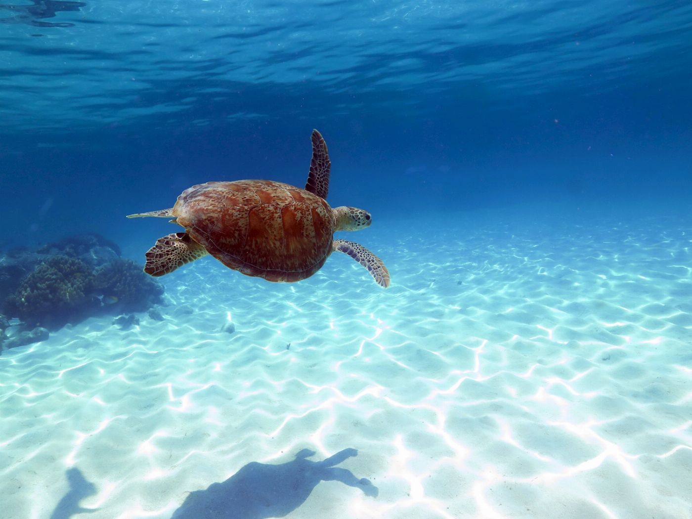 Ocean Spirit Cruises Ocean Spirit Michaelmas Cay Day Trip (+ 1 Introductory Dive)