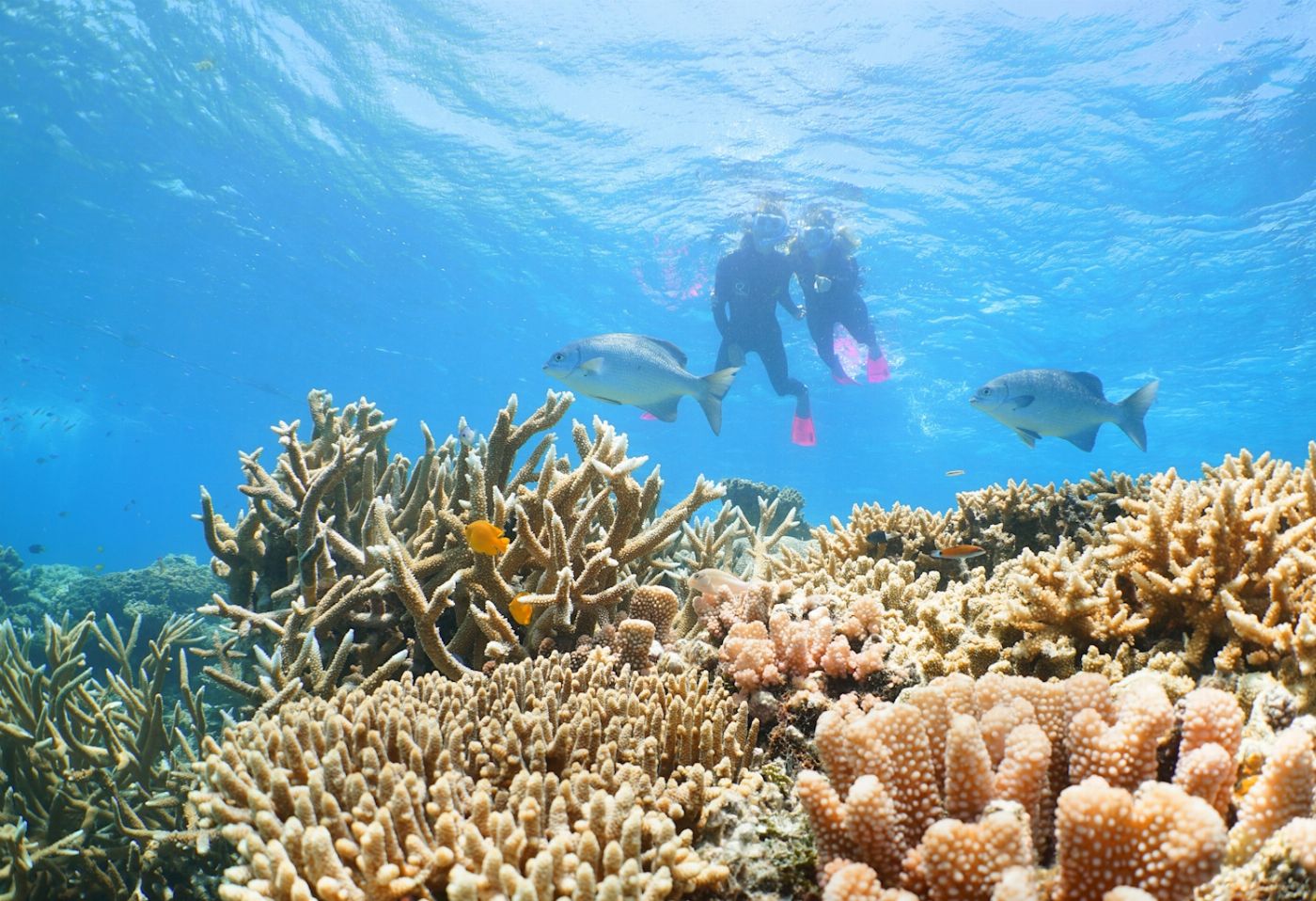 Quicksilver Cruises Quicksilver Agincourt Reef Pontoon Tour (Family Rate)