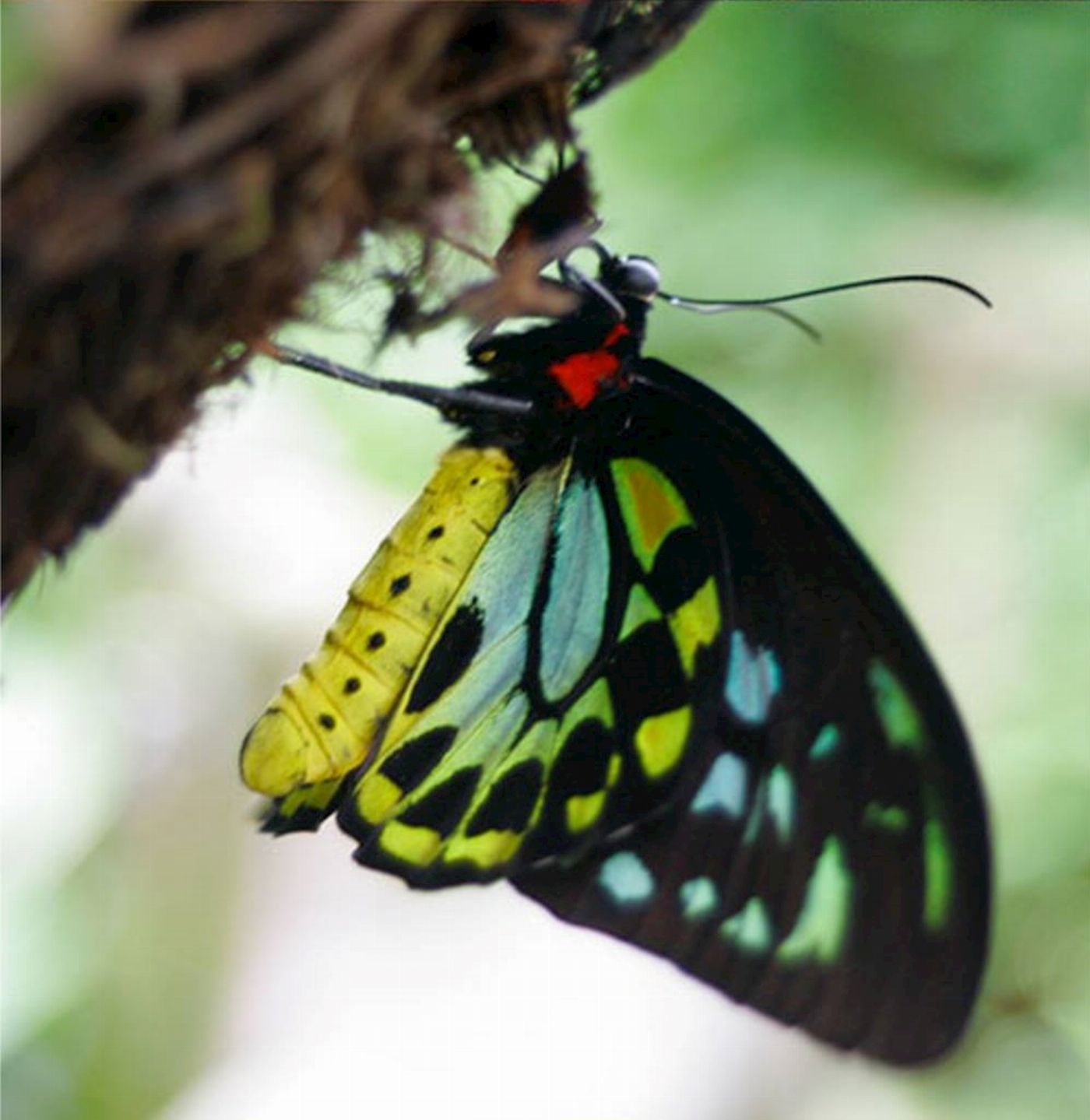 Entry to all Parks (Rainforestation Nature Park, Australian Butterfly Sanctuary, Wildlife Habitat, Cairns Koalas & Creatures).