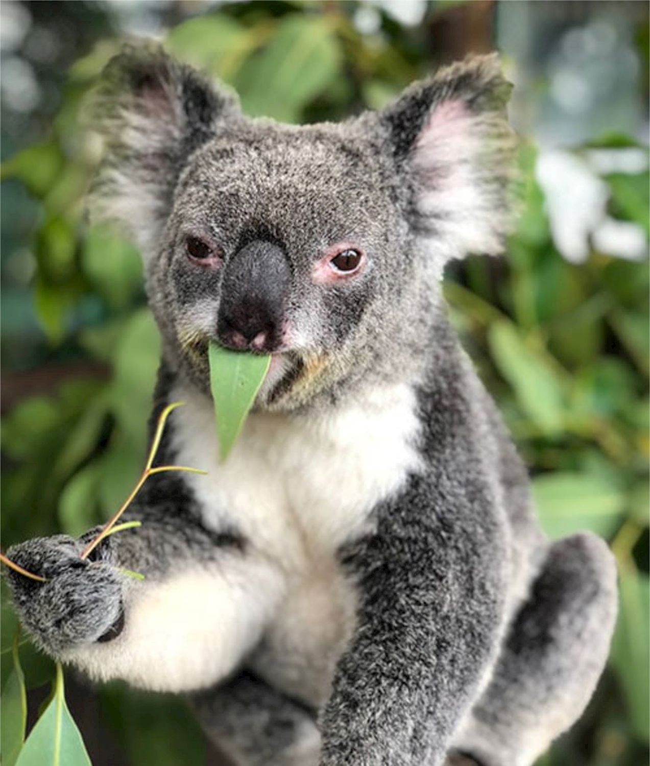 Entry to all Parks (Rainforestation Nature Park, Australian Butterfly Sanctuary, Wildlife Habitat, Cairns Koalas & Creatures).