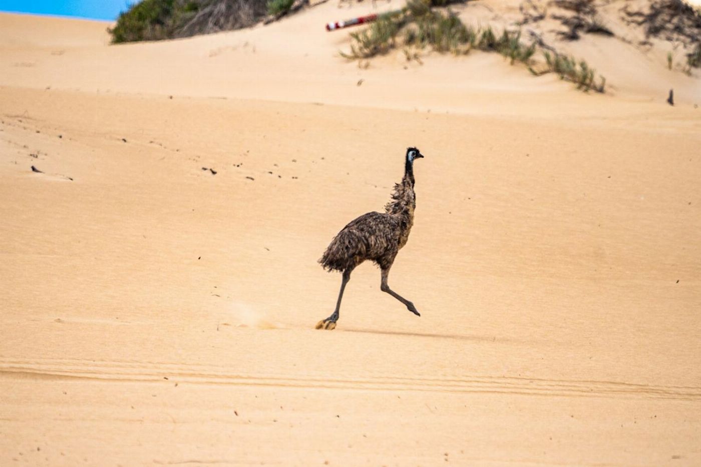 Tour South Coffin Bay - Oyster, Off-road Sightseeing 4WD Full-day Tour