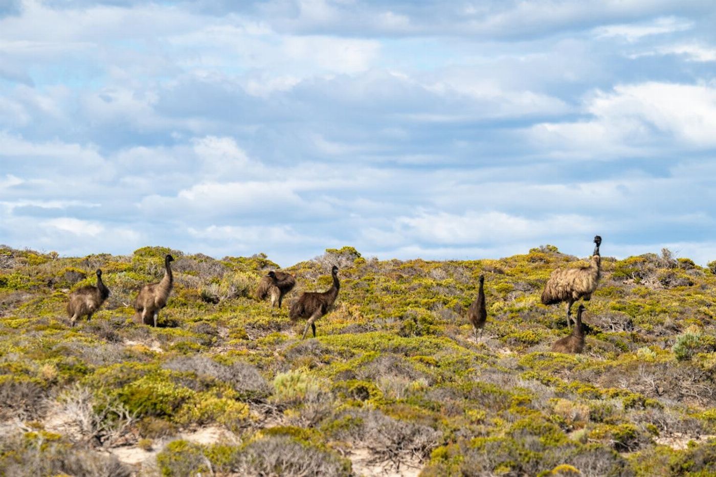 Tour South Port Lincoln - Wildlife, Sightseeing & 4WD Tour