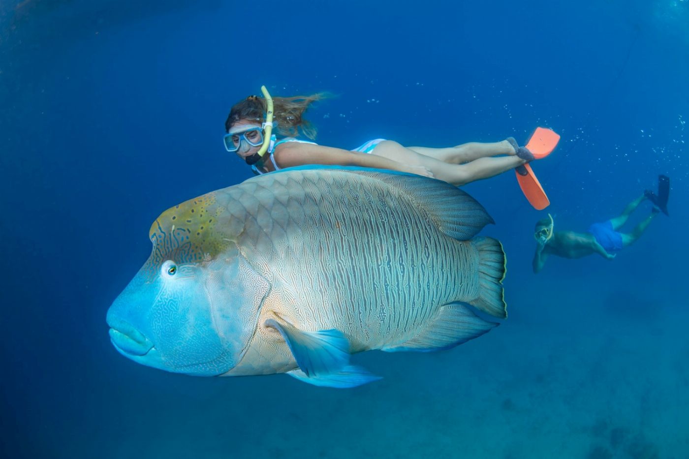 Great Adventures Green Island + Moore Reef Pontoon Combo (+ 1 Certified Dive)