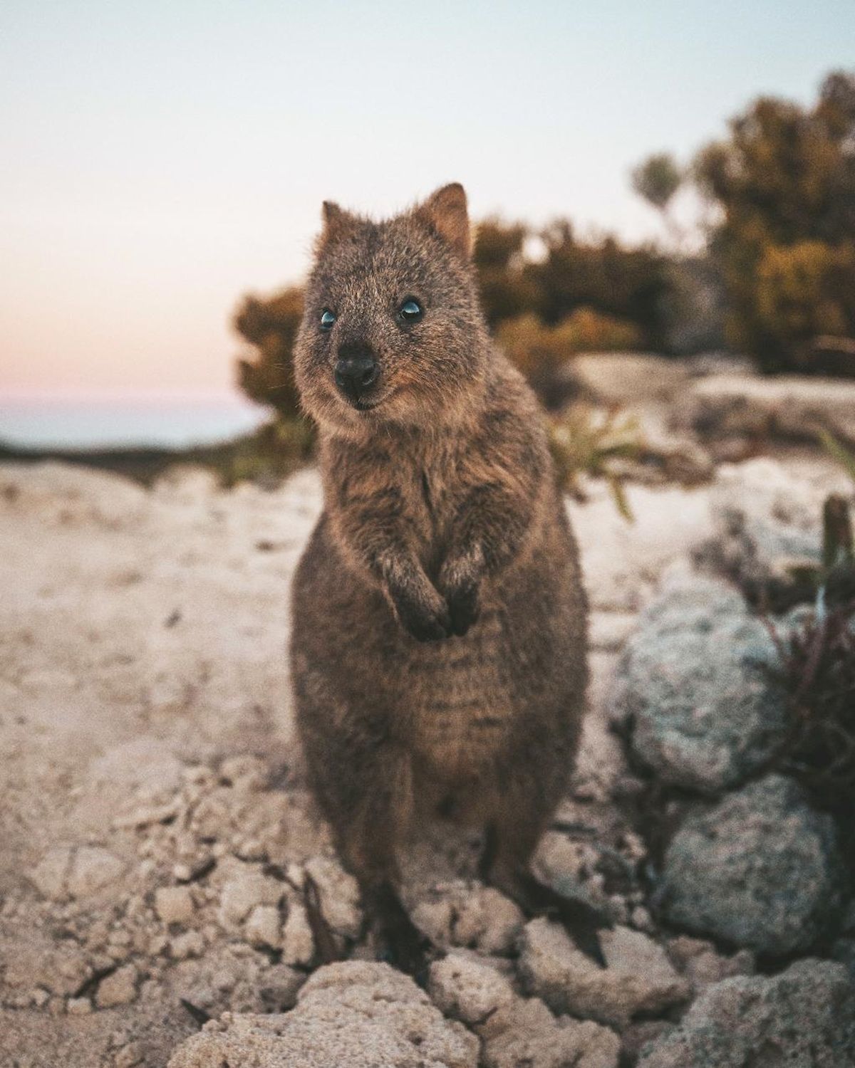 Sealink WA Rottnest Grand Island Package