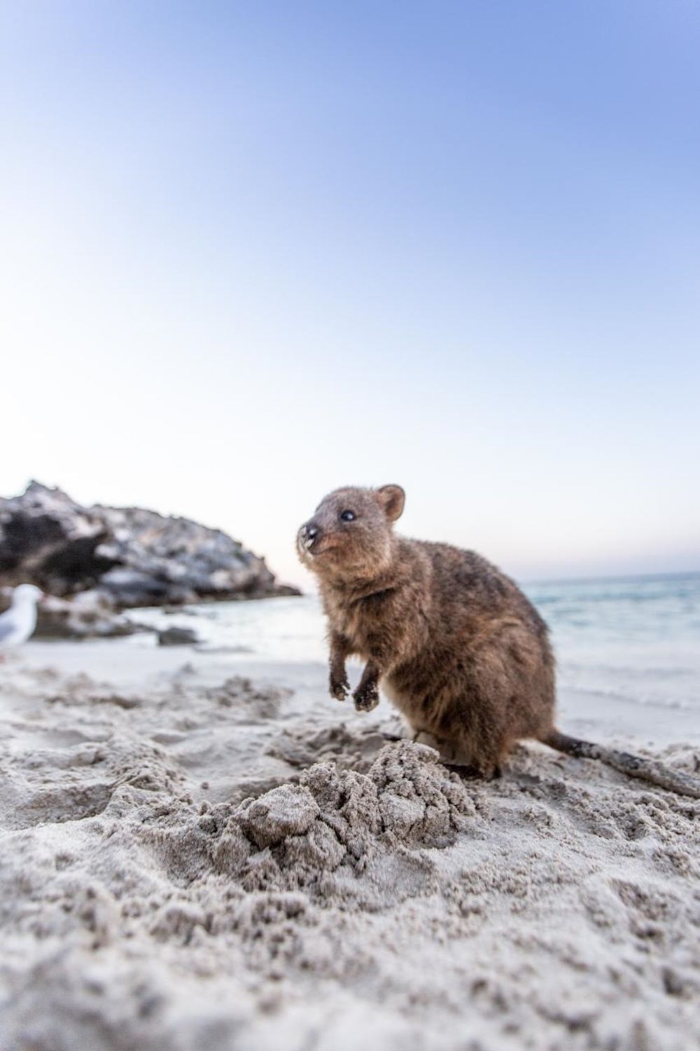 Sealink WA Rottnest Bike & Ferry Package (9:00am)