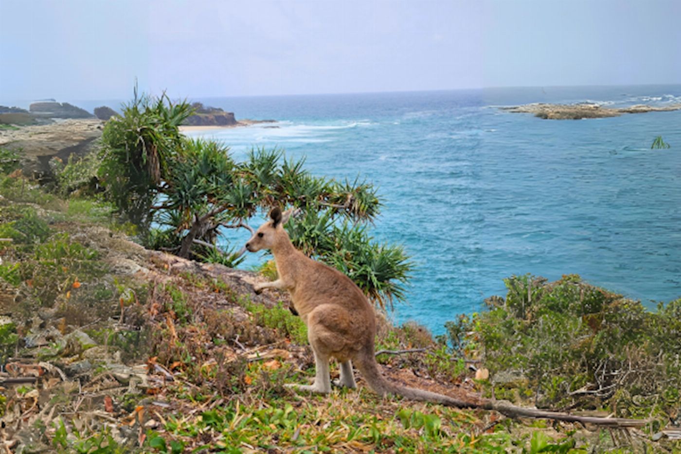 Stradbroke Island Tours North Stradbroke Island Day Trip from Brisbane – Wildlife & Beaches