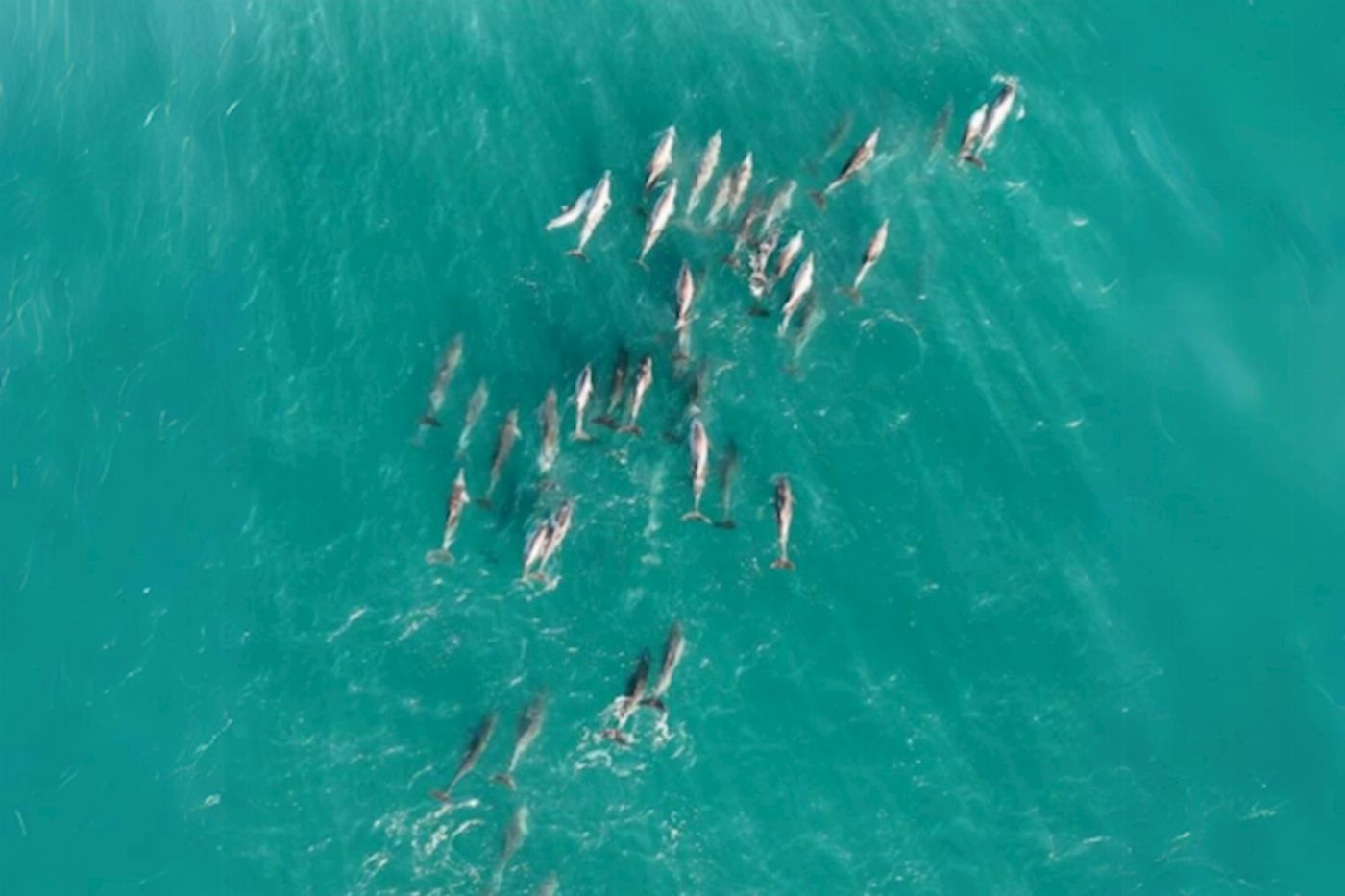 Stradbroke Island Tours North Stradbroke Island Day Trip from Brisbane – Wildlife & Beaches