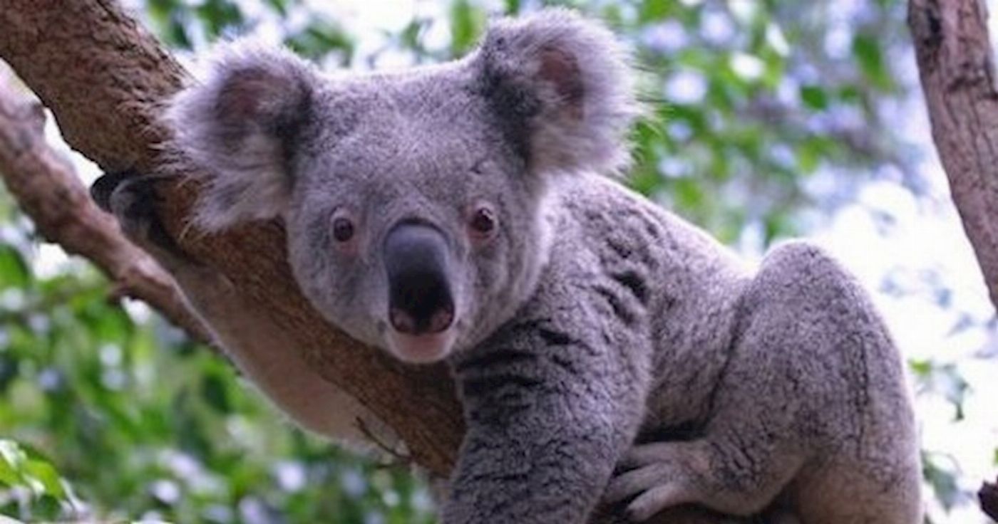 Hills Luxury Day Tours Cuddle a Koala and Historic Hahndorf Tour