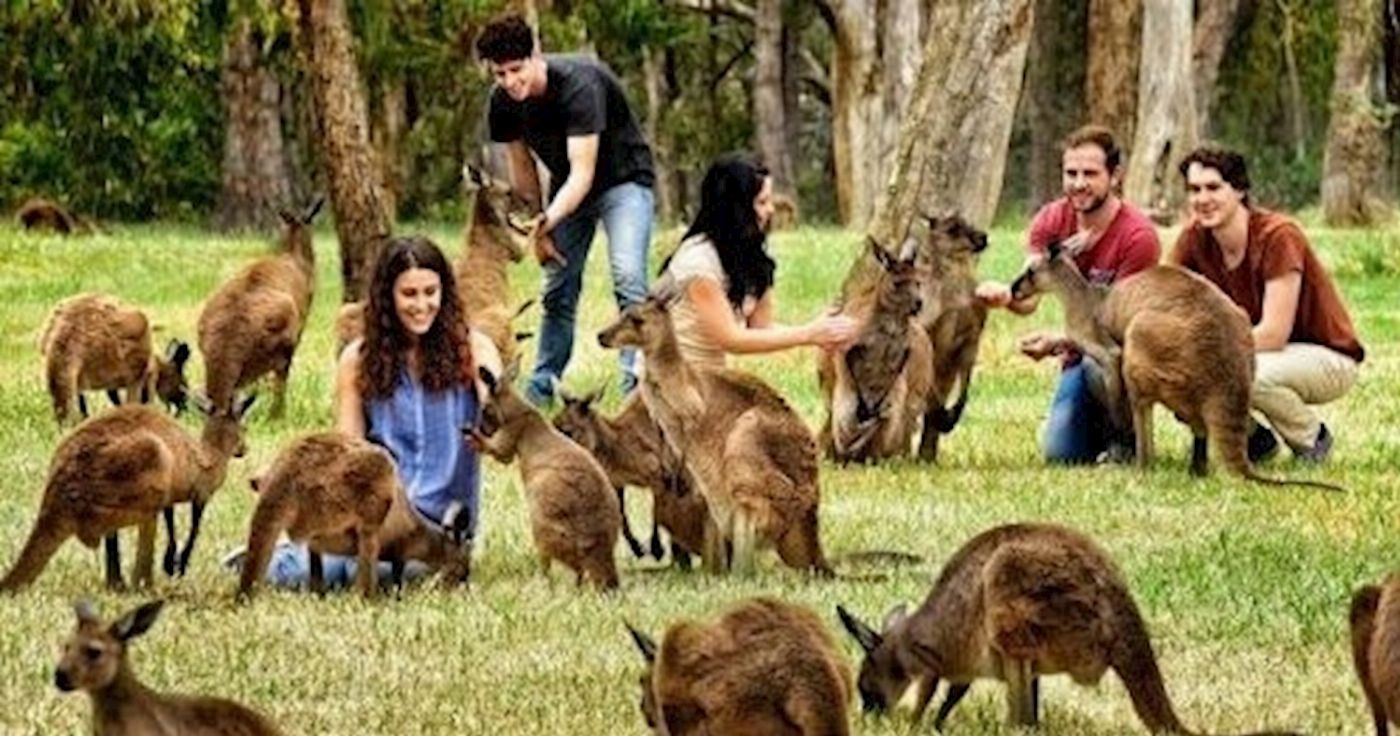 Hills Luxury Day Tours Cuddle a Koala and Historic Hahndorf Tour