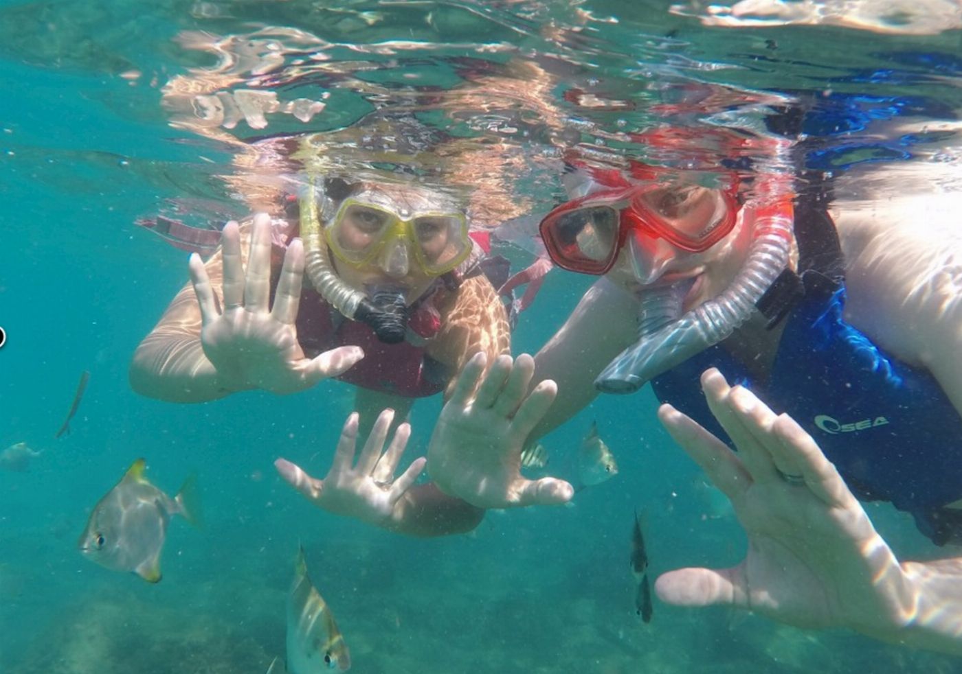 Australian Kayaking Adventures Morning Dolphin, Snorkelling & Kayaking Tour