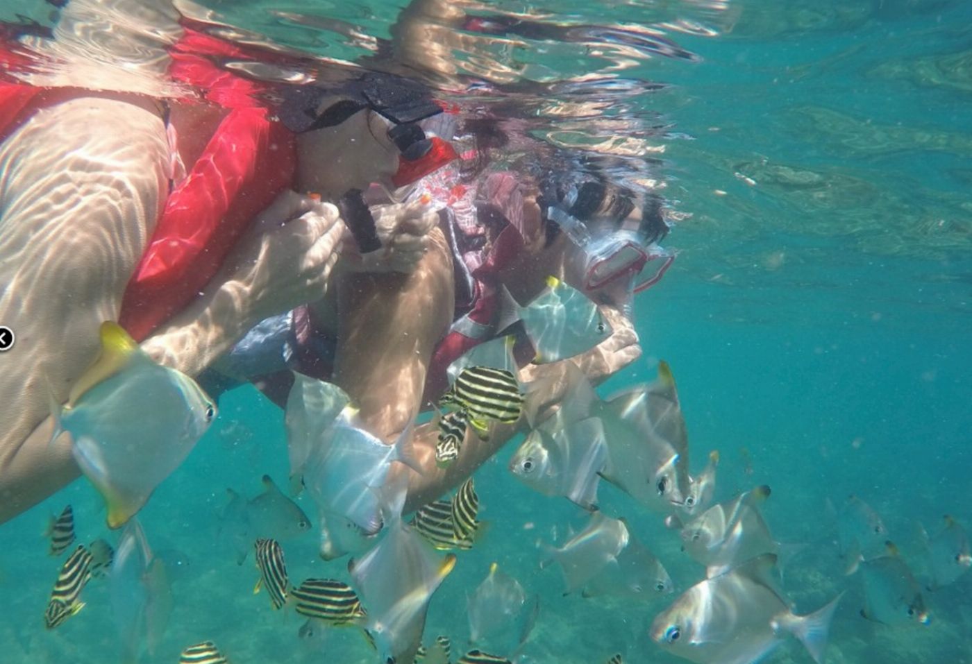 Australian Kayaking Adventures Morning Dolphin, Snorkelling & Kayaking Tour