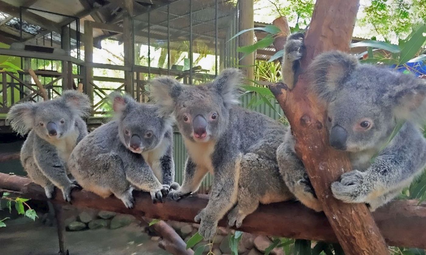 Tropic Wings Kuranda Deluxe with Skyrail Rainforest Cableway - ENLS