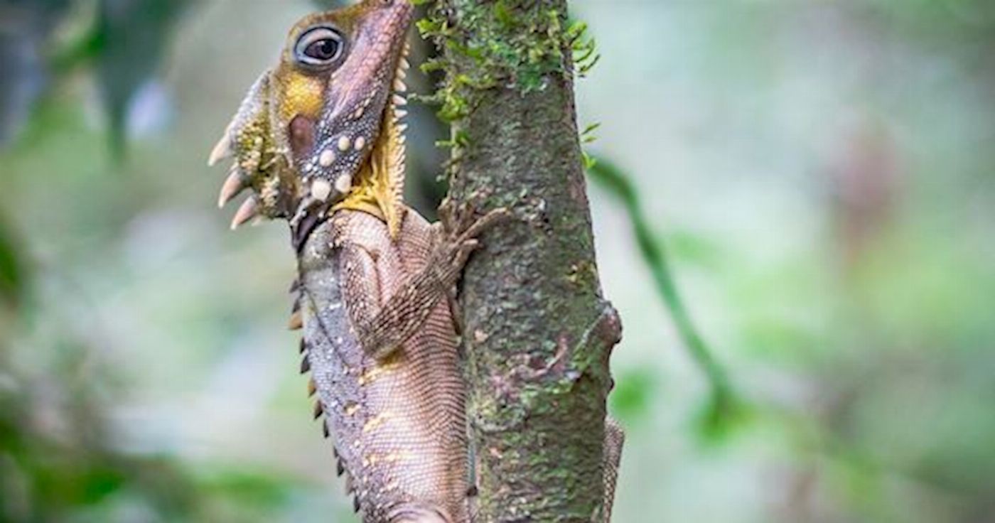Daintree Experience Beauty Valley Waterfall Wonderland Walk, Magical Swim and Gourmet Lunch
