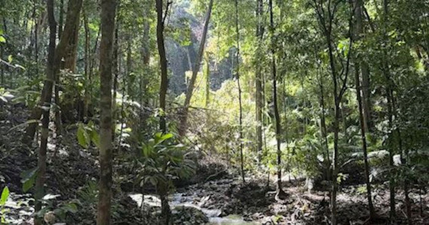 Daintree Experience Beauty Valley Waterfall Wonderland Walk, Magical Swim and Gourmet Lunch