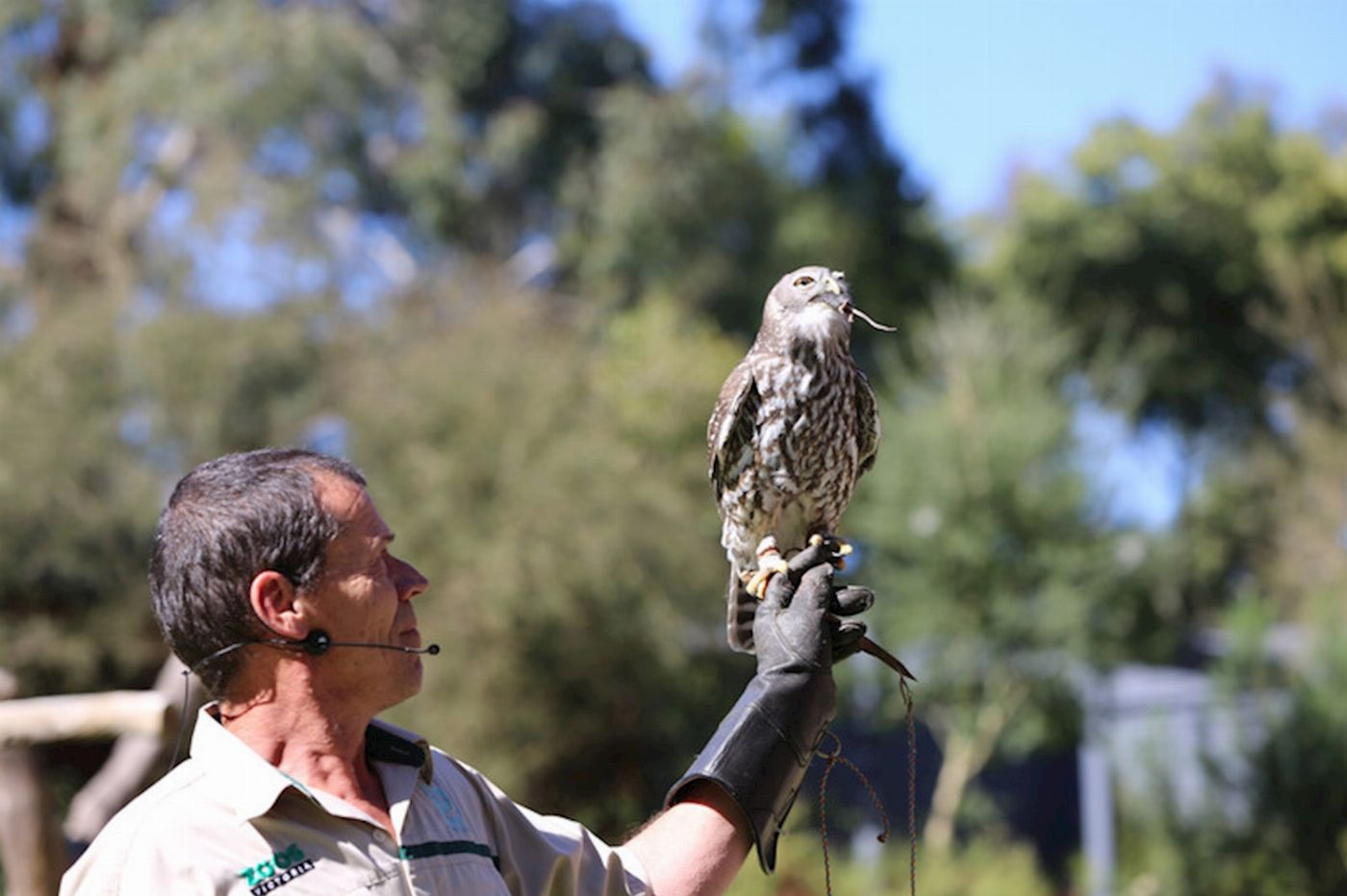 Explore Australia Puffing Billy & Wildlife Tour