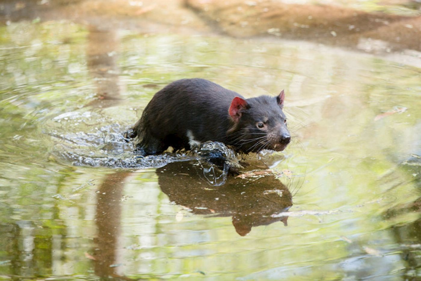 Explore Australia Puffing Billy & Wildlife Tour