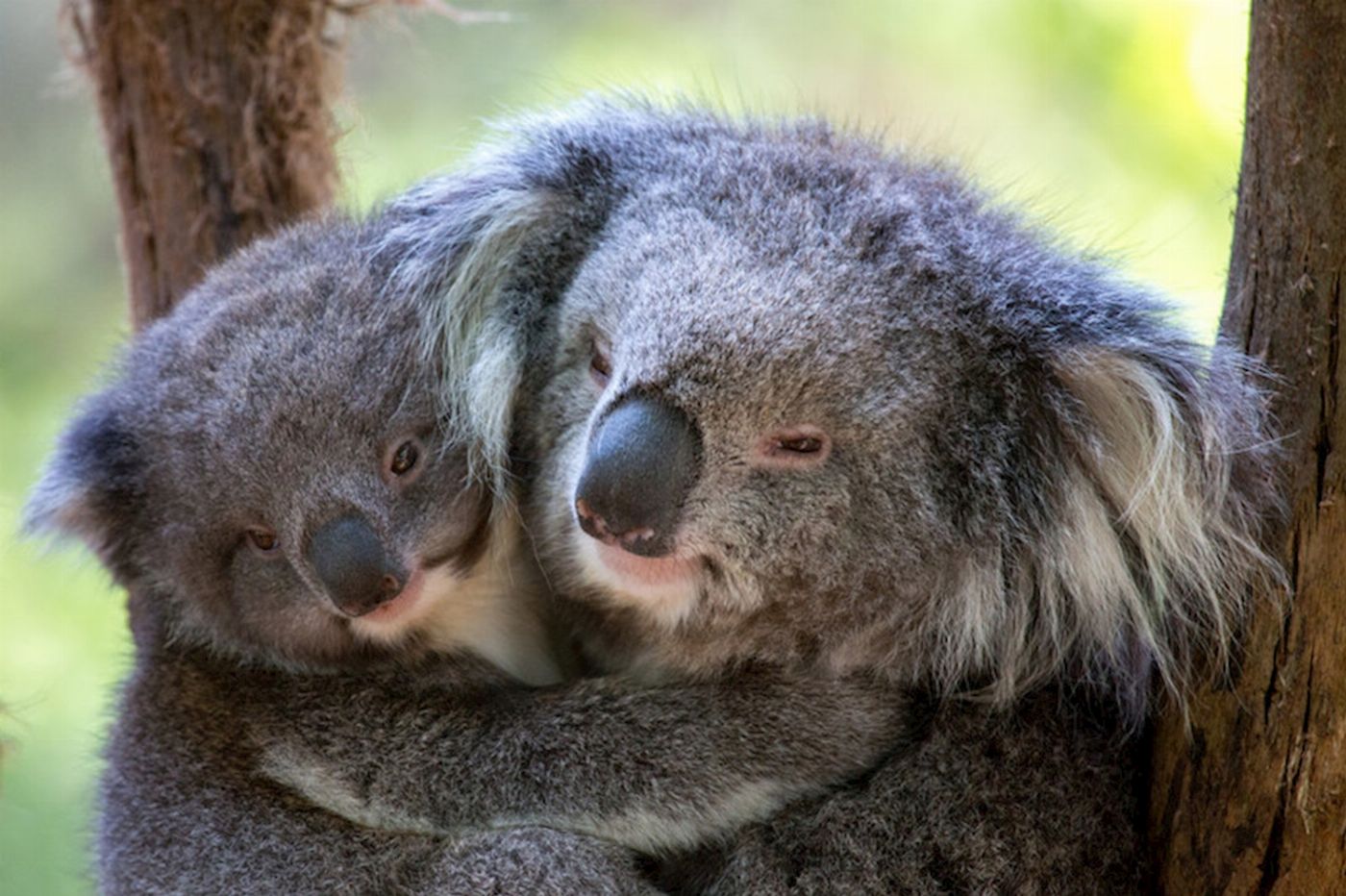 Explore Australia Puffing Billy & Wildlife Tour