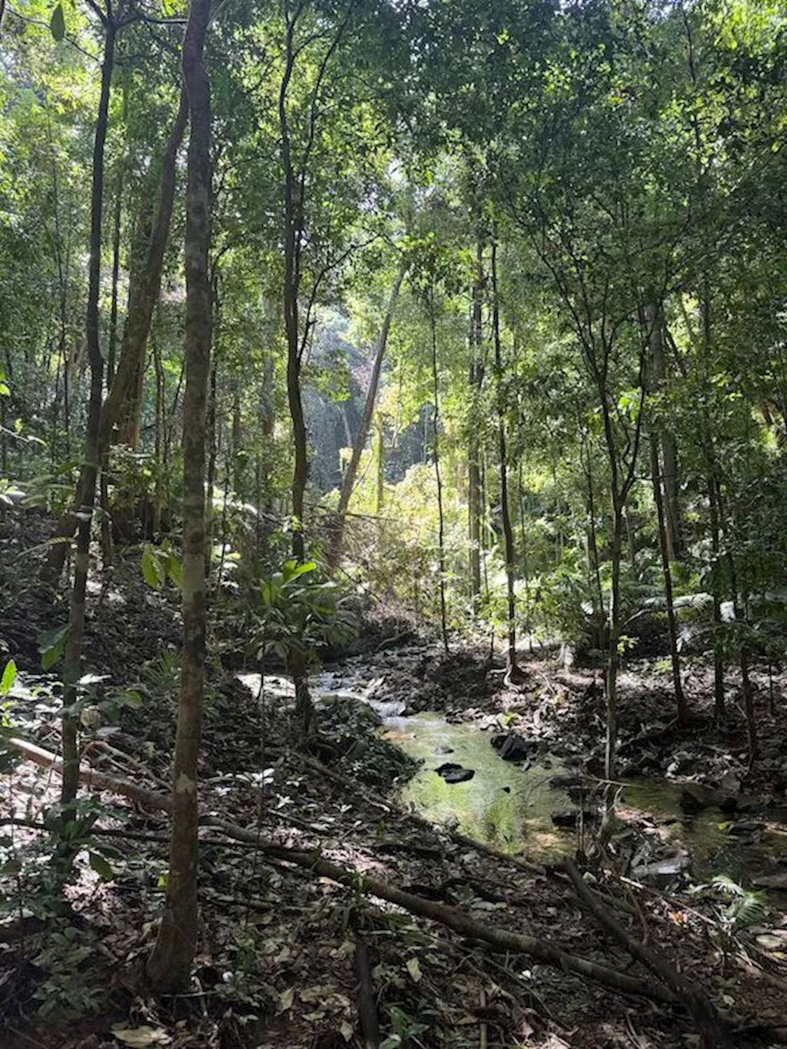 Daintree Experience Group of 4+ Rate: Beauty Valley Waterfall Wonderland Walk, Magical Swim and Gourmet Lunch