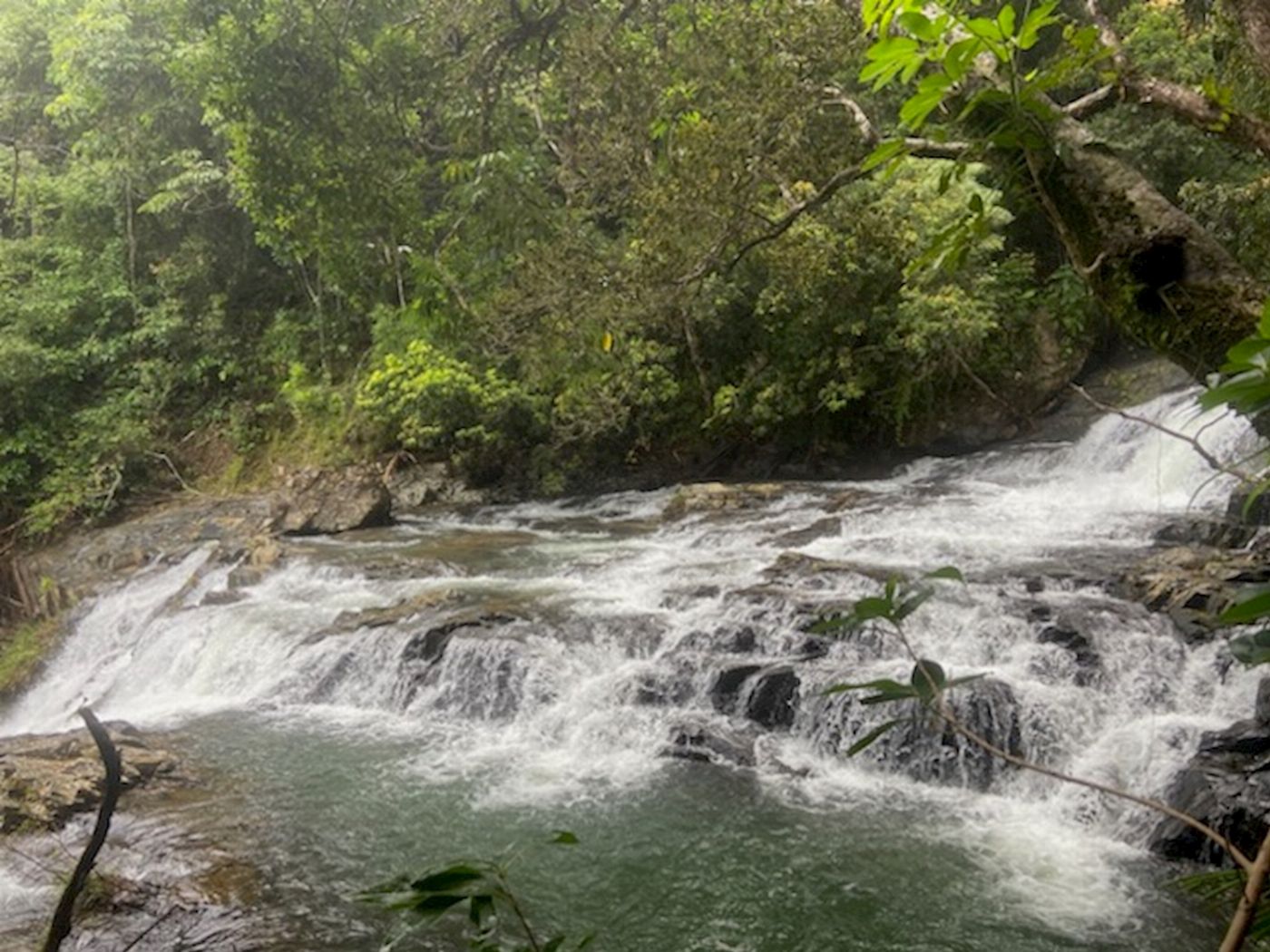 Daintree Experience Group of 4+ Rate: Beauty Valley Waterfall Wonderland Walk, Magical Swim and Gourmet Lunch
