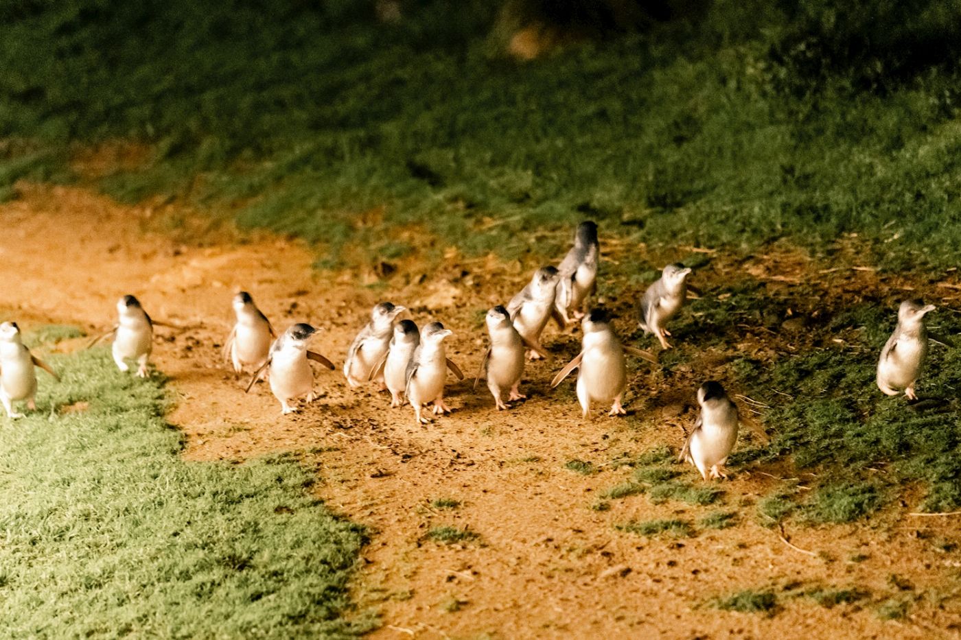 Explore Australia Puffing Billy & Penguins Experience
