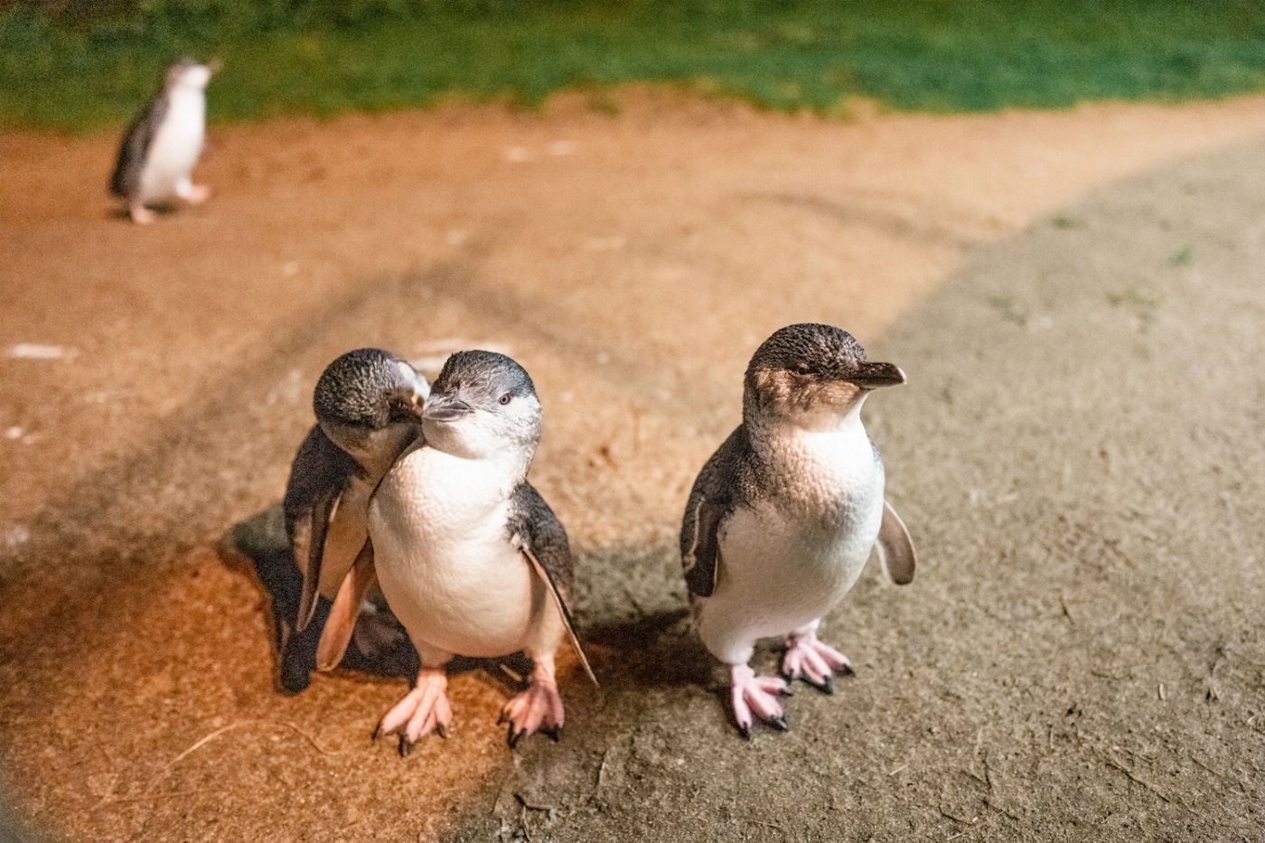 Explore Australia Puffing Billy & Penguins Experience