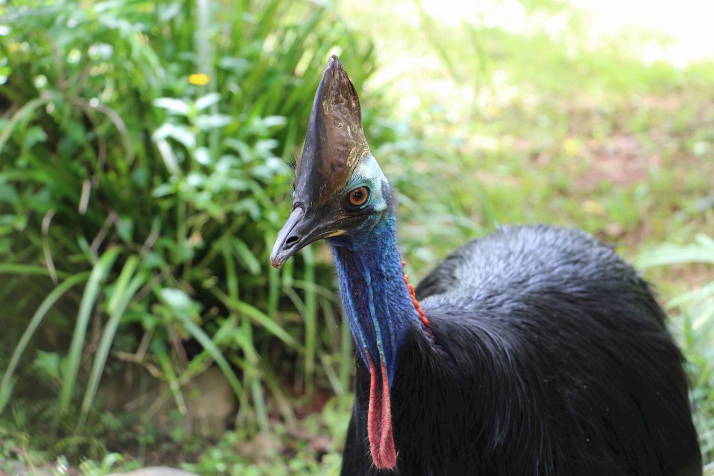 Tropic Wings Kuranda Rainforestation (Family 2A/2C Per Person Rate)