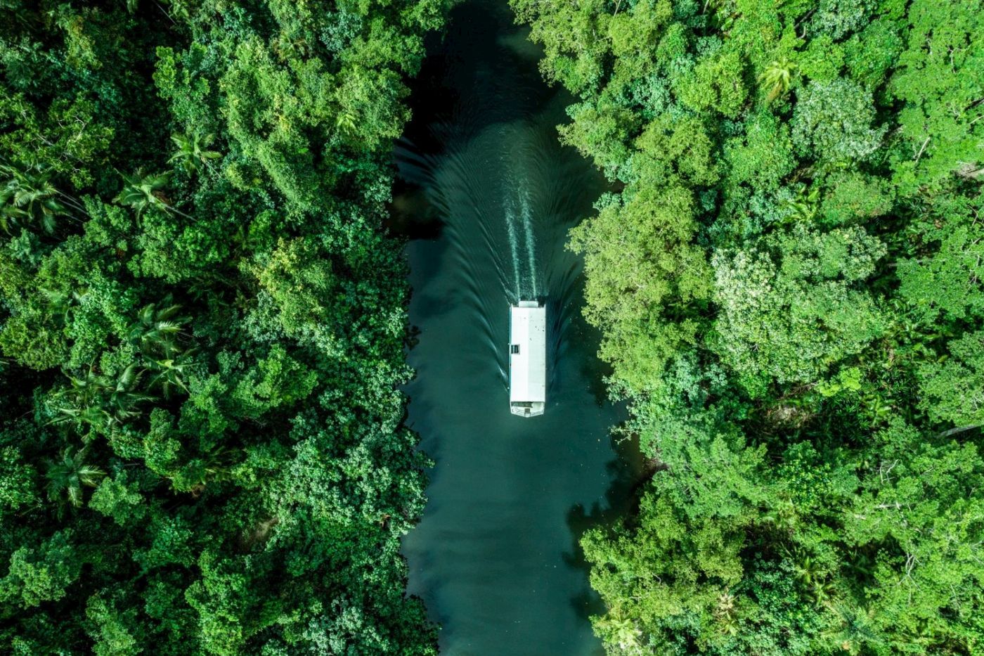 Tropic Wings Daintree, Mossman Gorge & Wildlife Tour