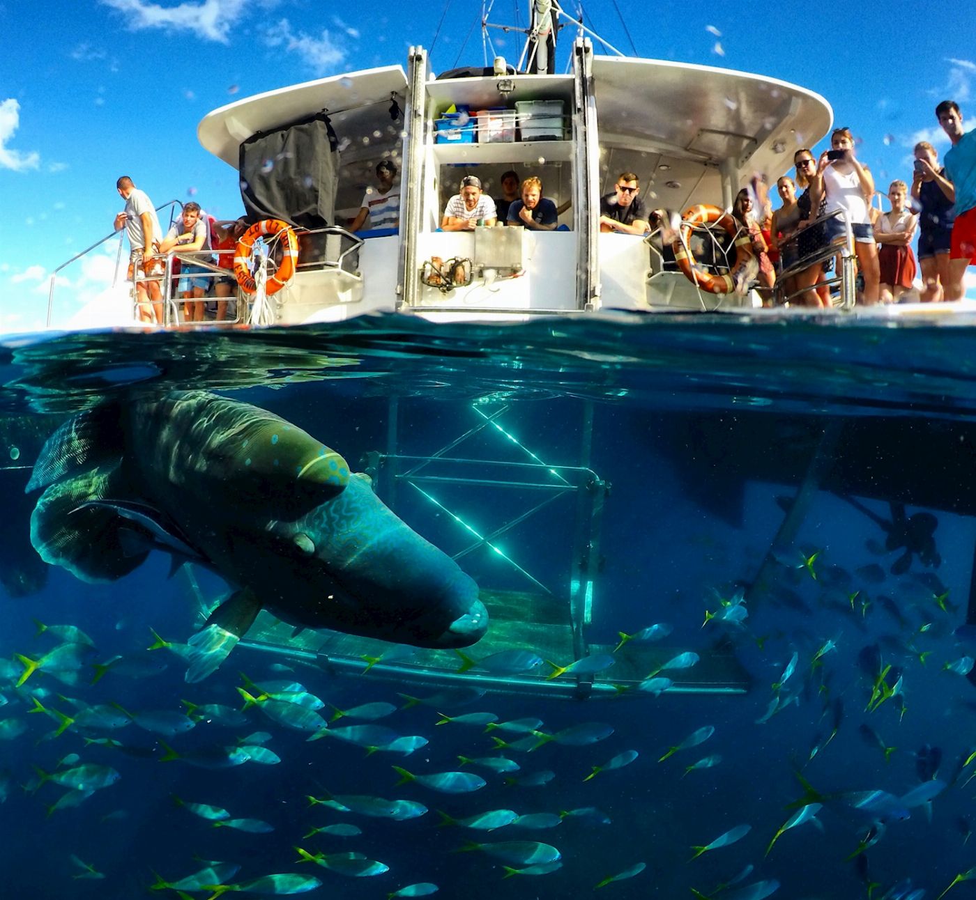 Wings Sailing Charters Whitsundays Full Day Whitsundays Private Charter 16-29 guests