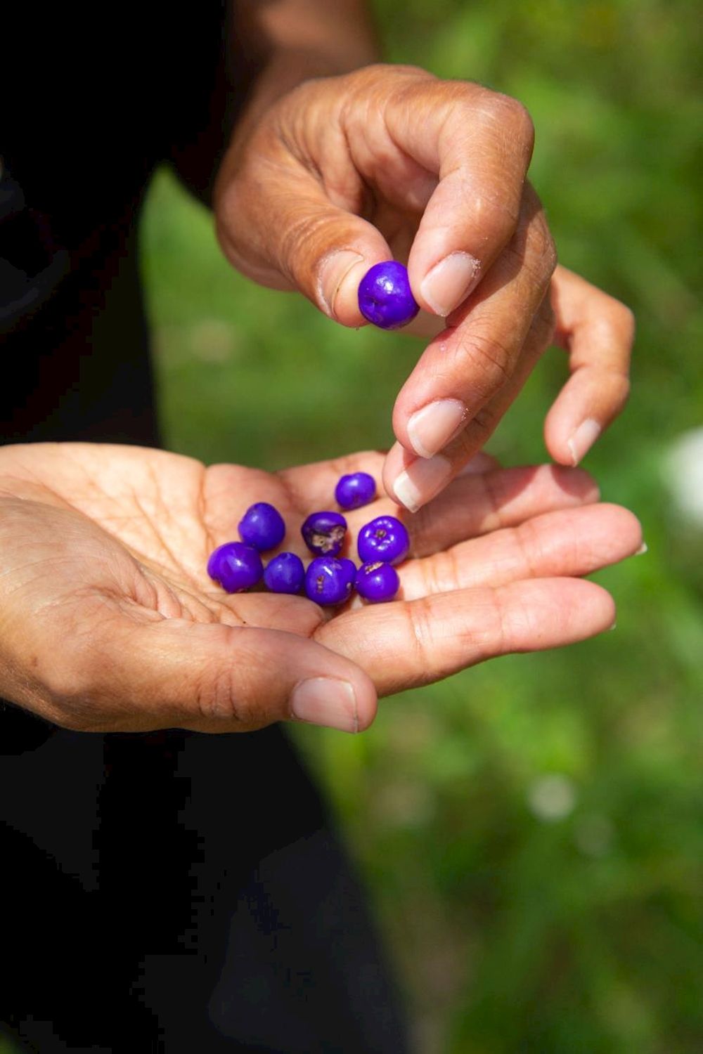 Explore Byron Bay Bangalow Bush Tucker Tours