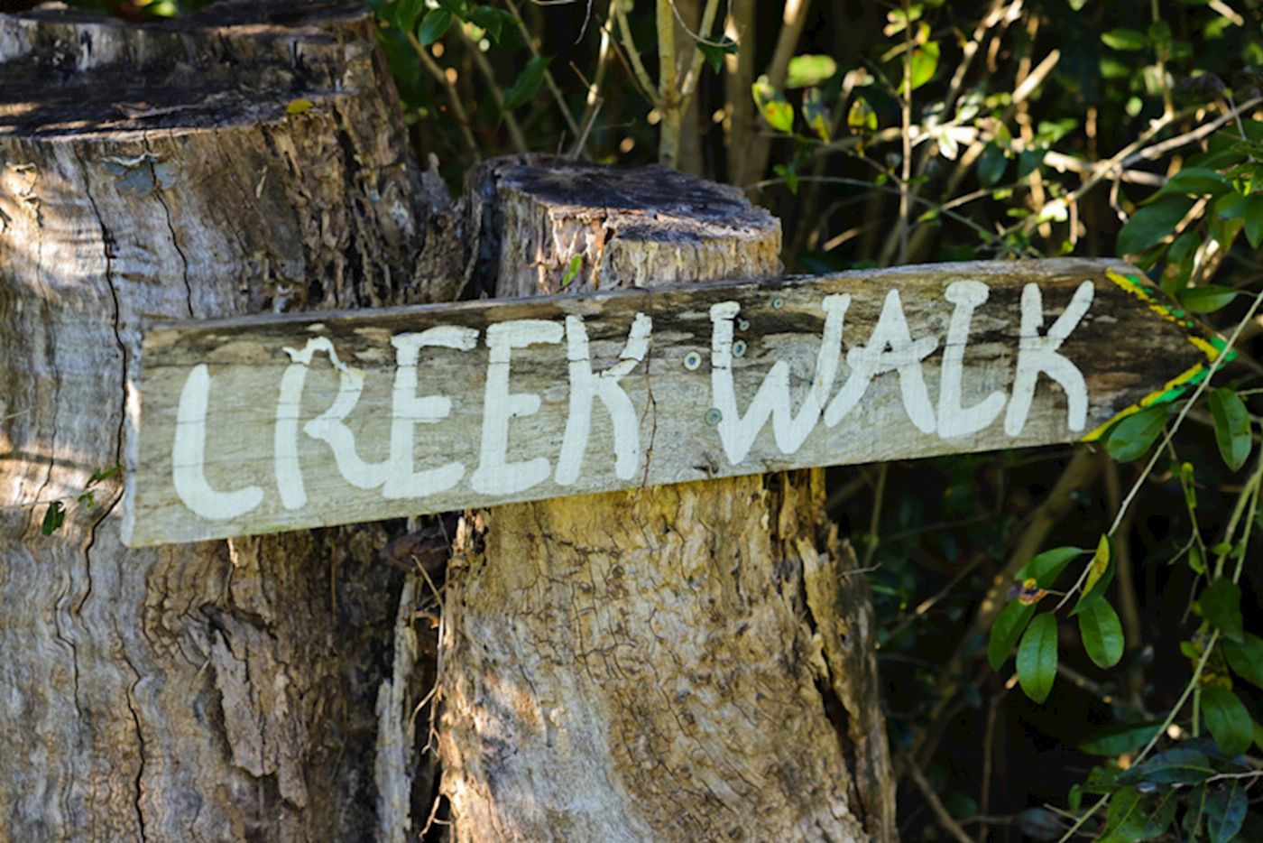 Explore Byron Bay Bangalow Bush Tucker Tours