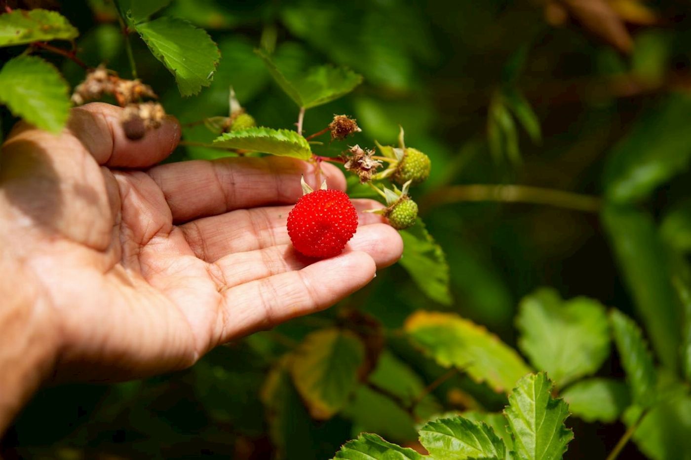 Explore Byron Bay Bangalow Bush Tucker Tours