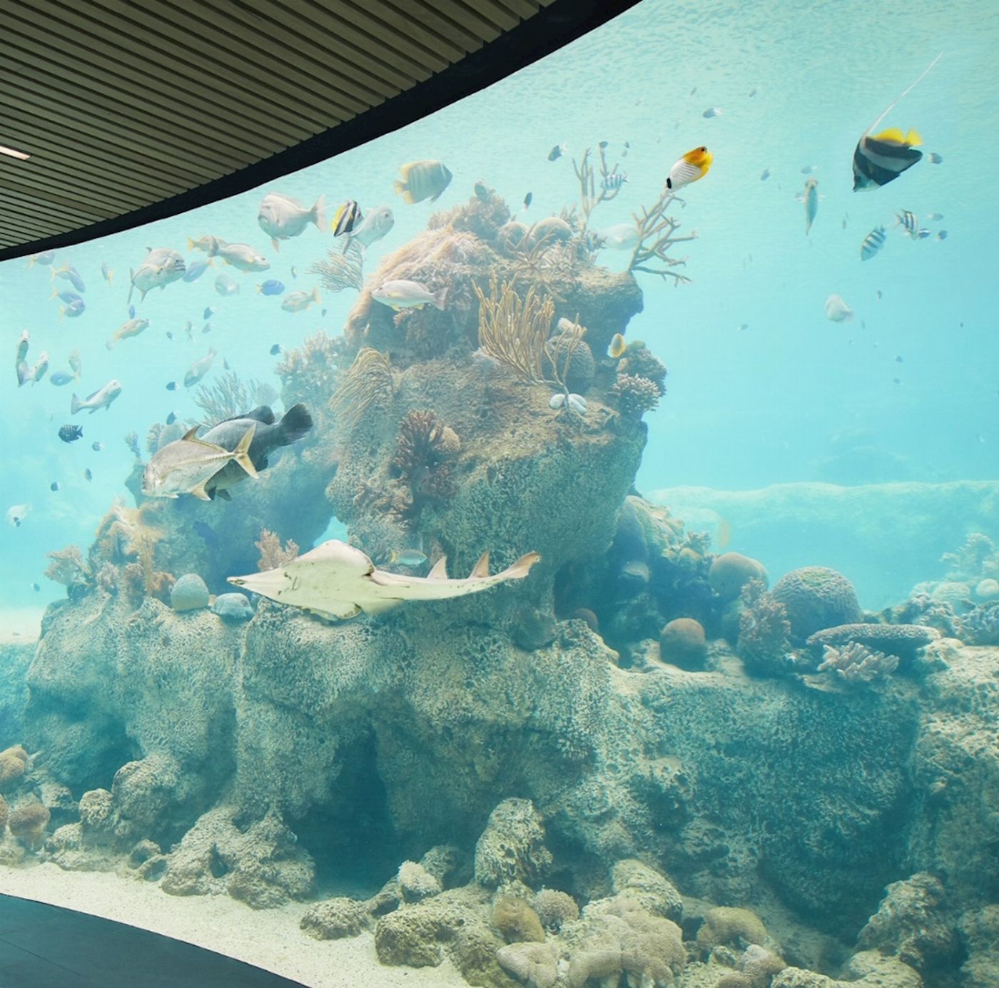Cruise Whitsundays Daydream Island Escape - Full Day with 2 Course Salti Lunch Family (2A/2C)