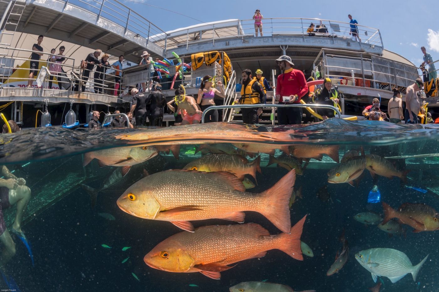 Quicksilver Cruises Quicksilver Agincourt Reef Pontoon Tour (+ 1 Certified Dive)