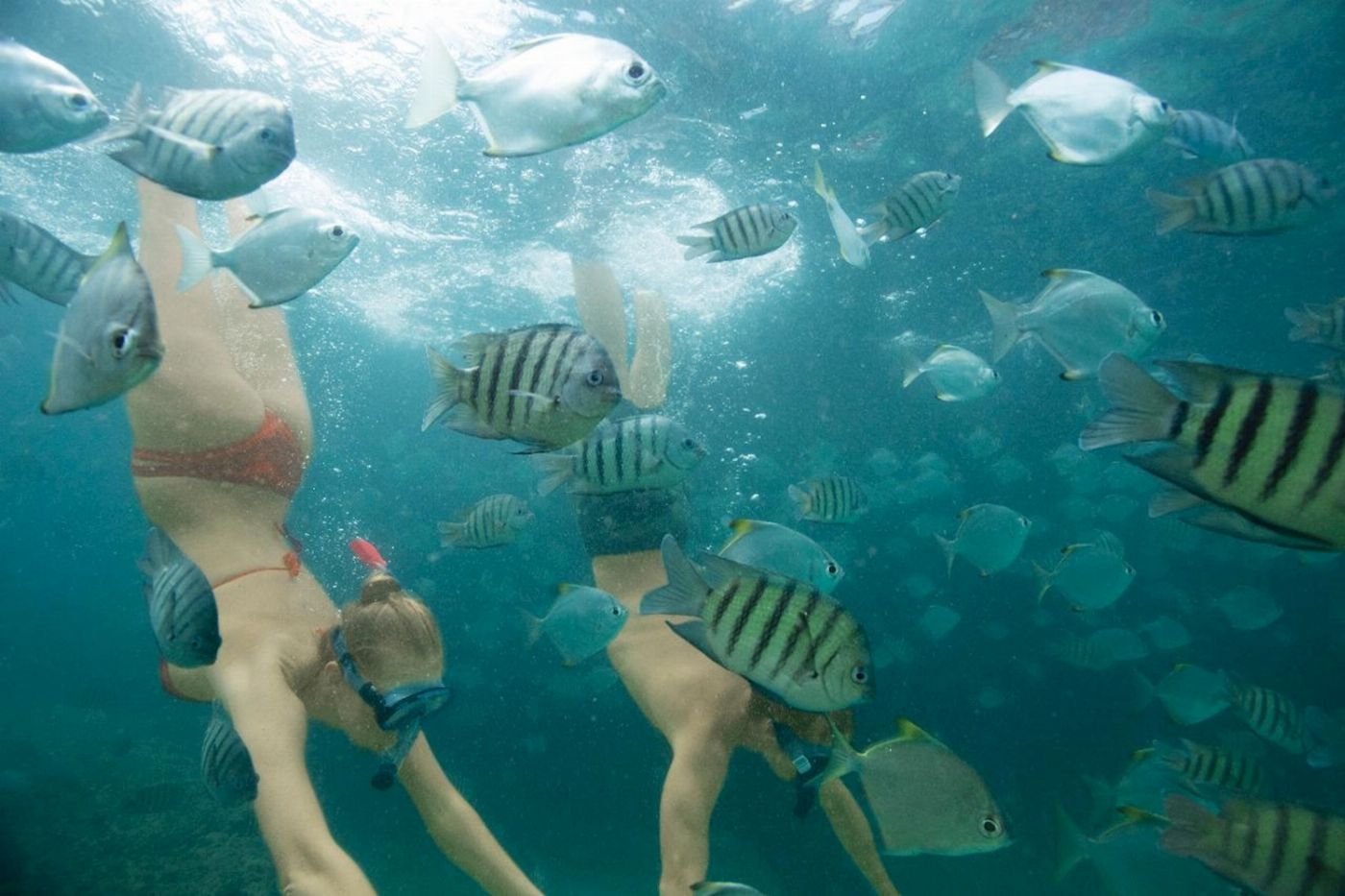 Tangalooma Island Resort - Snorkel The Wrecks Day Tour with Dolphin Feeding