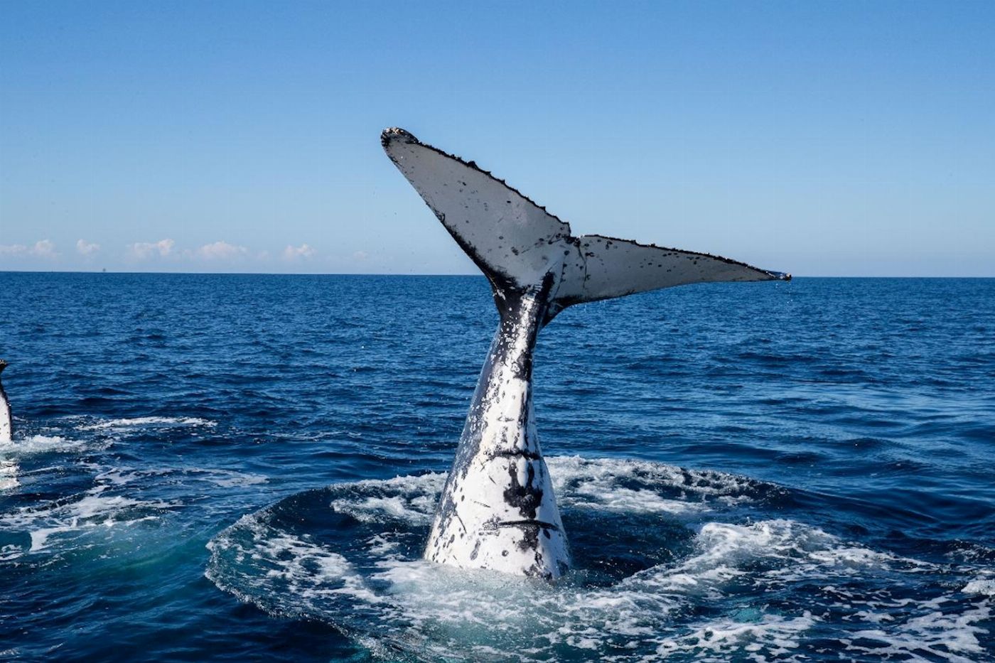 Blue Seafaris Whale watching Byron Bay