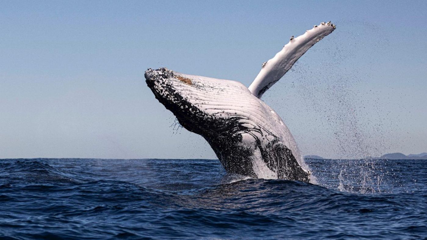 Blue Seafaris Whale watching Byron Bay