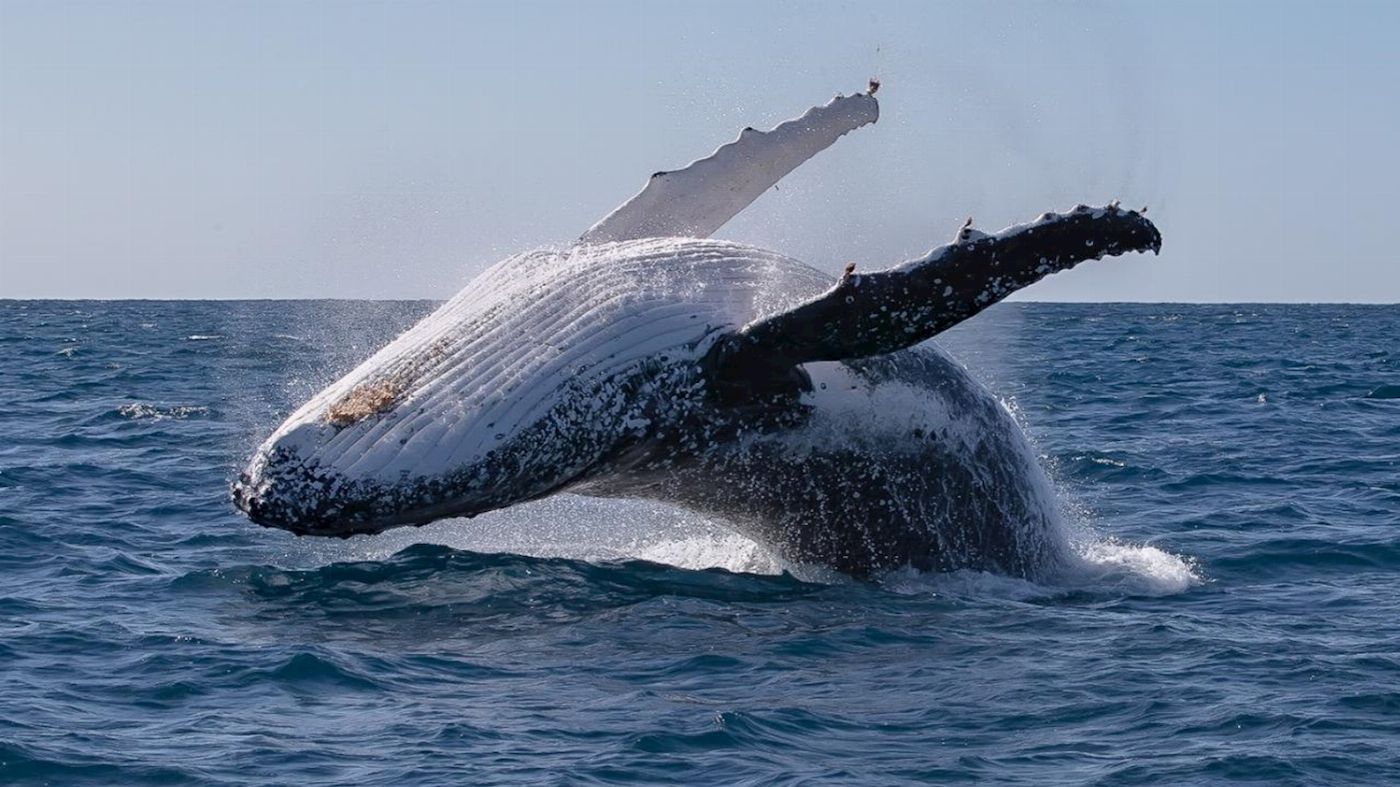 Blue Seafaris Whale Watching Byron Bay
