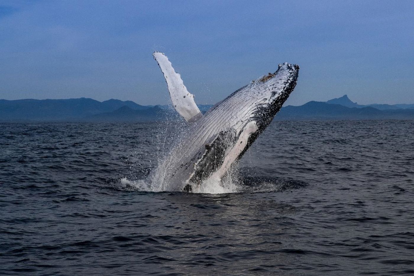 Blue Seafaris Whale Watching Byron Bay