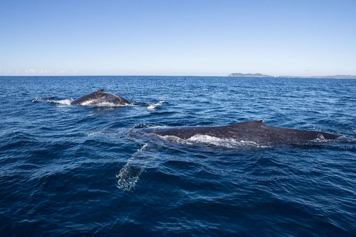 Blue Seafaris Whale Watching Byron Bay