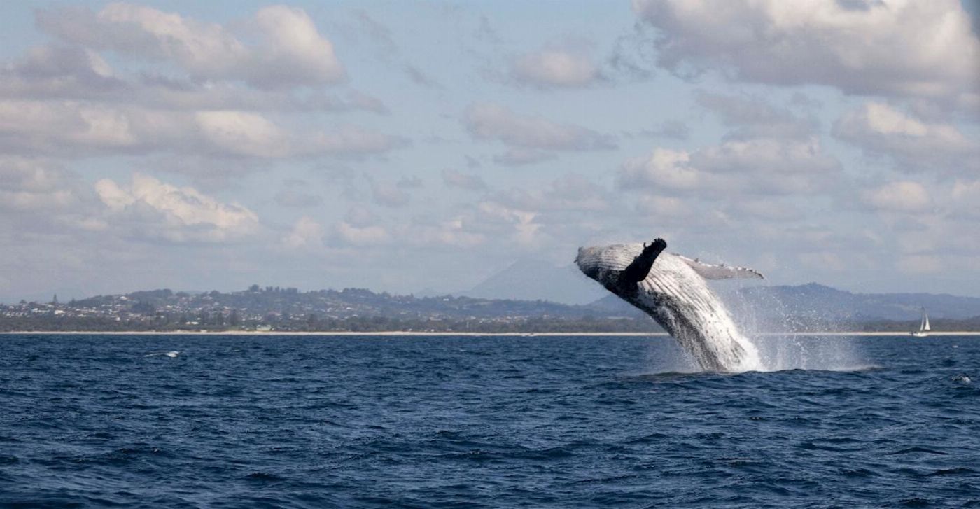 Blue Seafaris Whale Watching Byron Bay