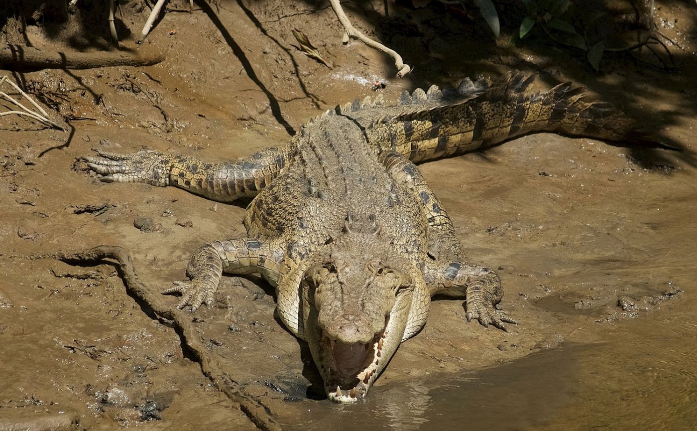 Tropic Tours Mossman Gorge Daintree Experience