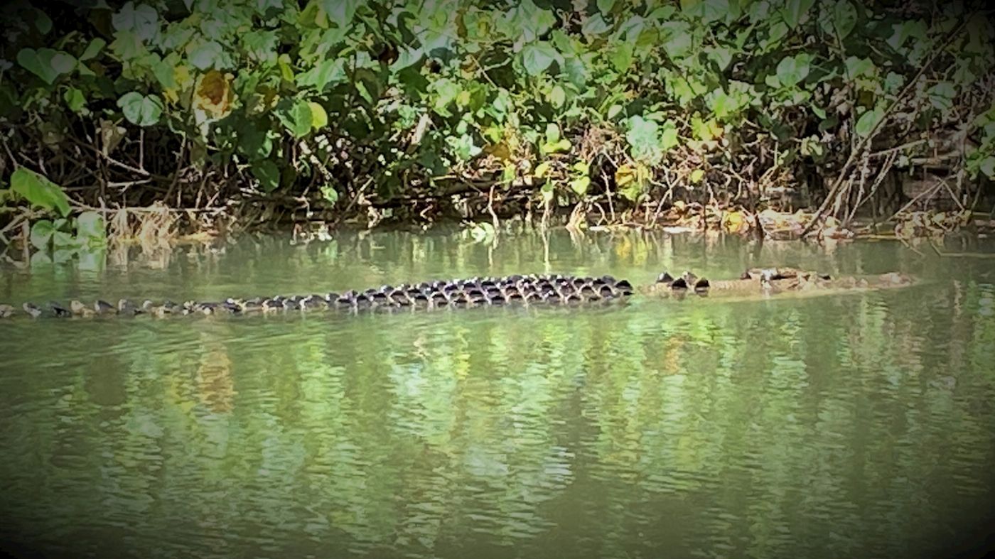 Tropic Tours Mossman Gorge Daintree Experience